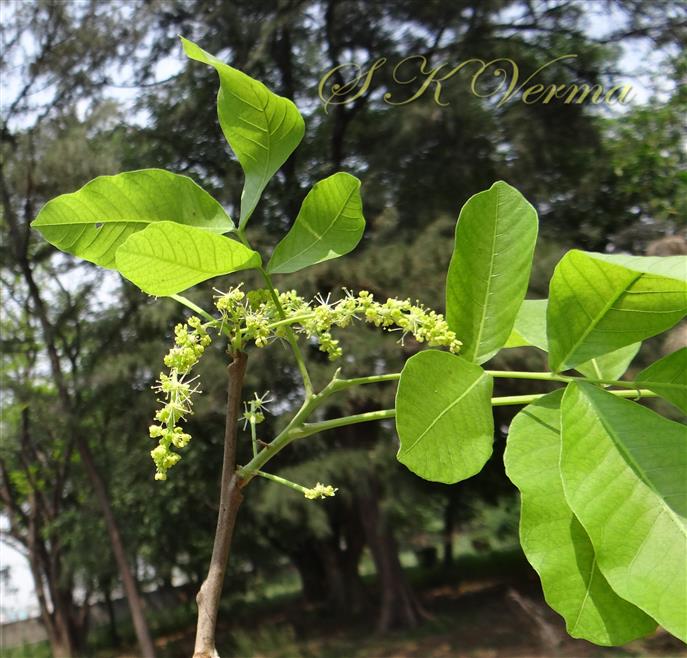  Male inflorescences